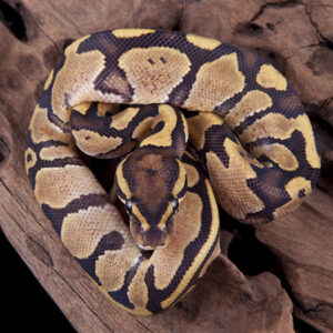 Python royal