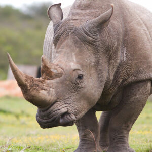 RhinocĂ©ros – Save The Rhino