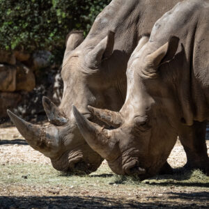 Rhinocéros blanc