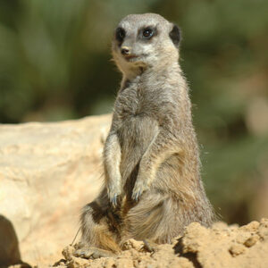 Suricate