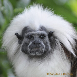 Tamarin pinché