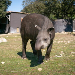 Tapir terrestre