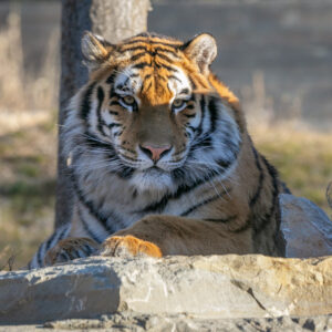 Tigre