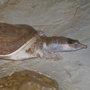 Tortue à carapace molle