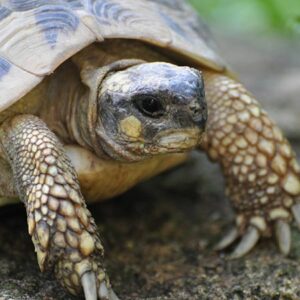 Tortue d’Hermann