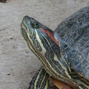 Tortue de Floride