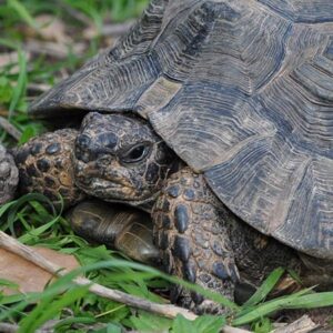 Tortue Grecque