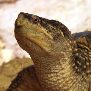 Tortue hargneuse