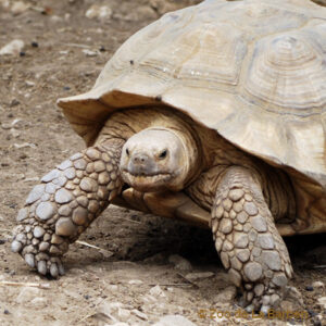Tortue sillonnée