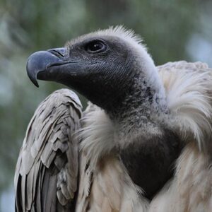 Vautour africain