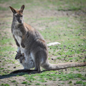 Wallaby de Bennett