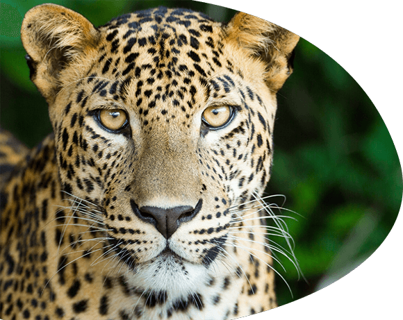 labarben leopard
