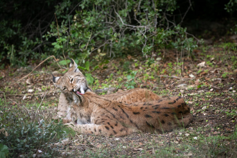 lynx 04102020 2
