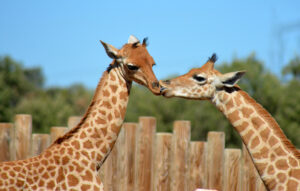 Un deuxième girafon !