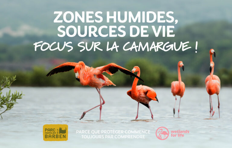 Animations des vacances de février !
