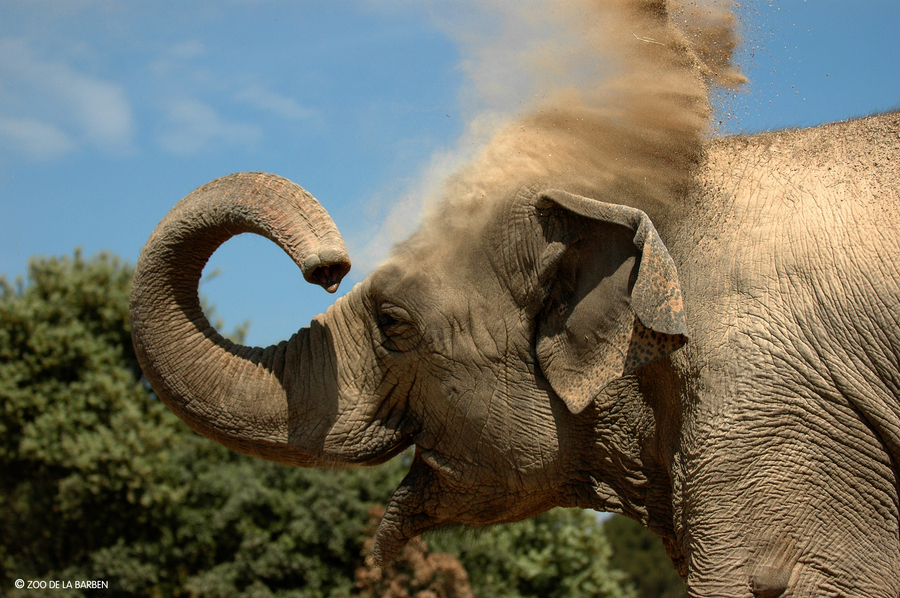 HD Elephant 4934