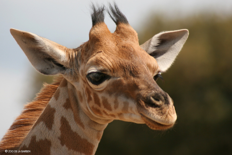 HD Girafes038F