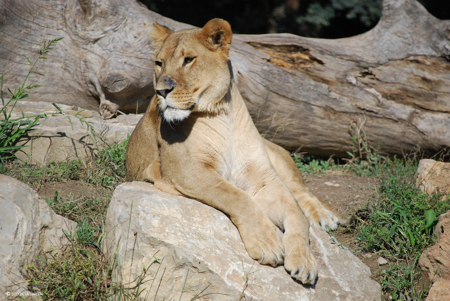 HD Lion2009