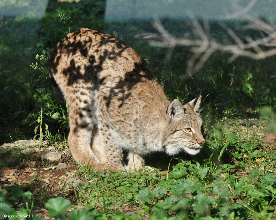HD Lynx 2010 099