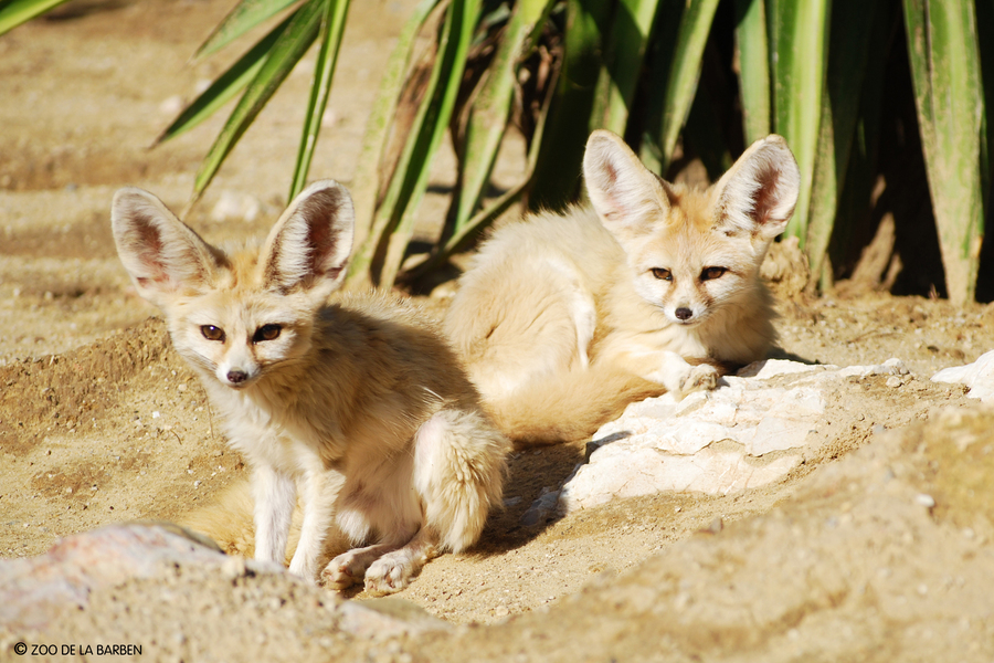 HD Photofennec
