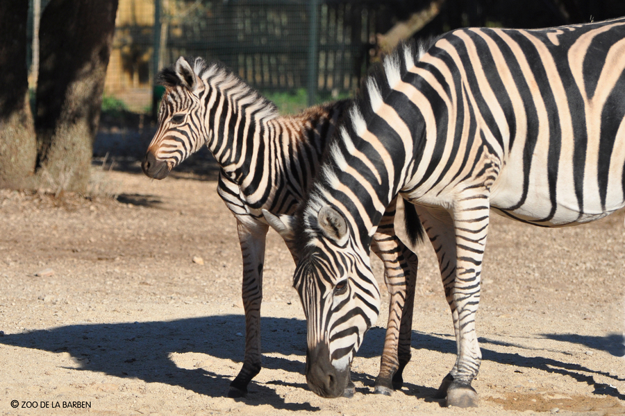 HD bb zebre