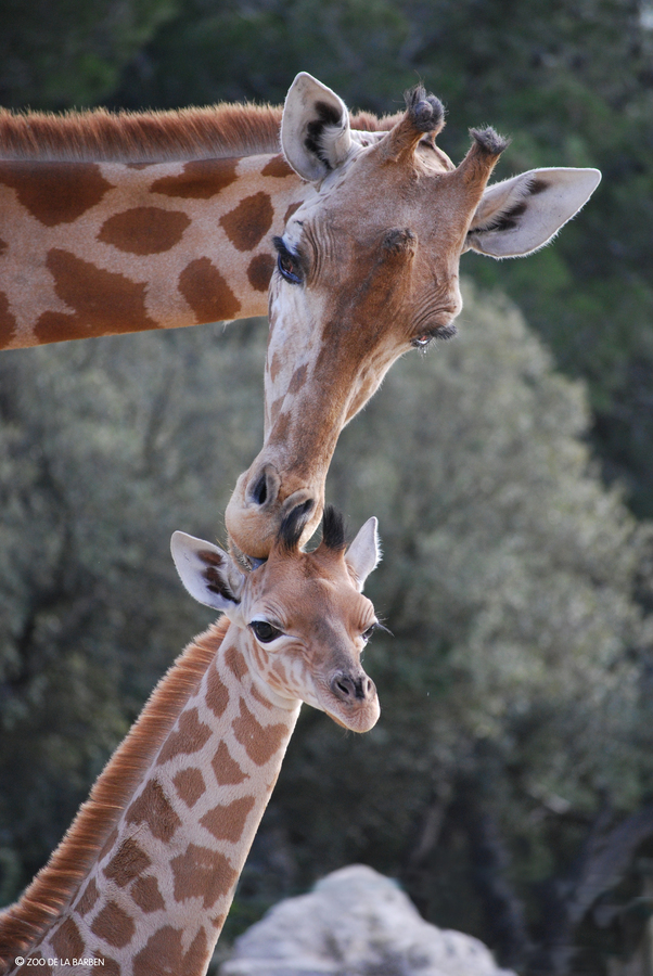 HD girafon1