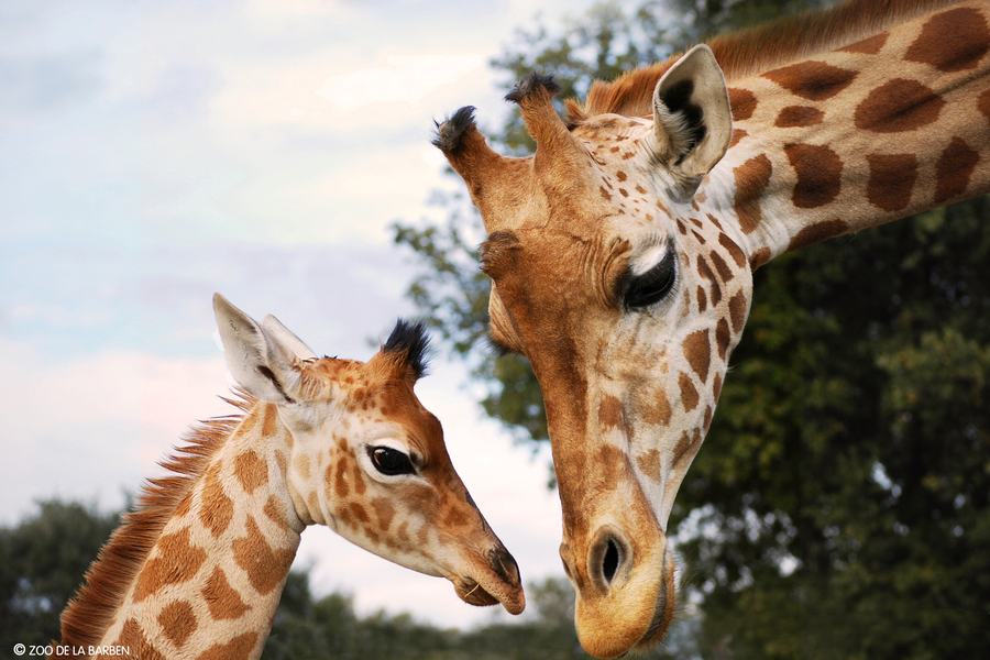 HD girafon2bis