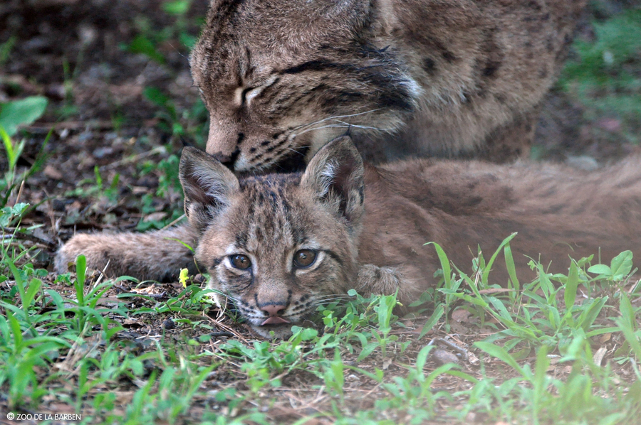 HD lynx 3 zoo de la Barben