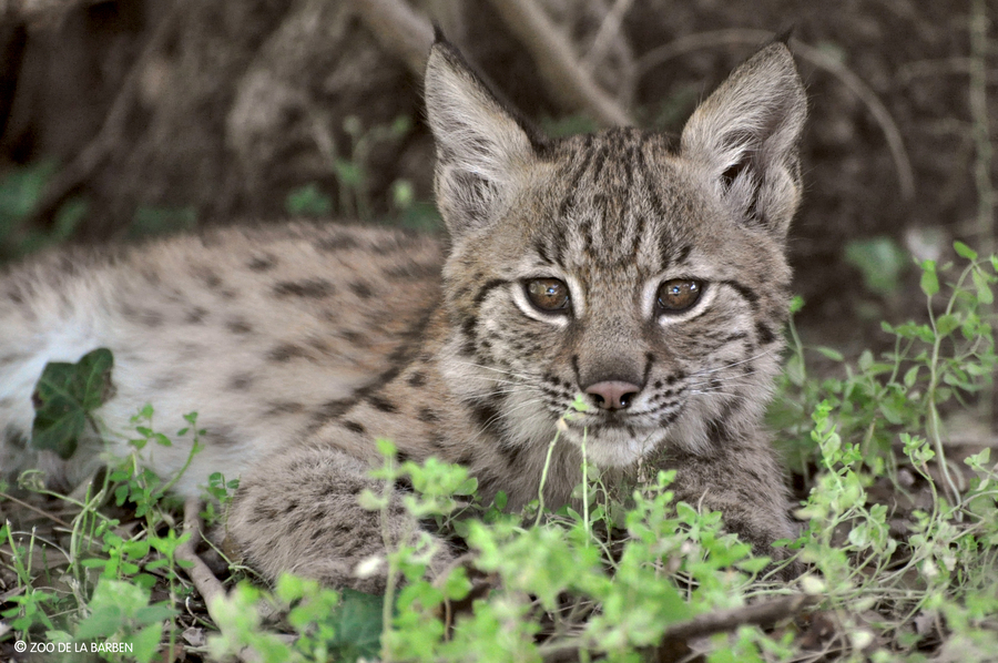 HD lynx 4 zoo de la Barben