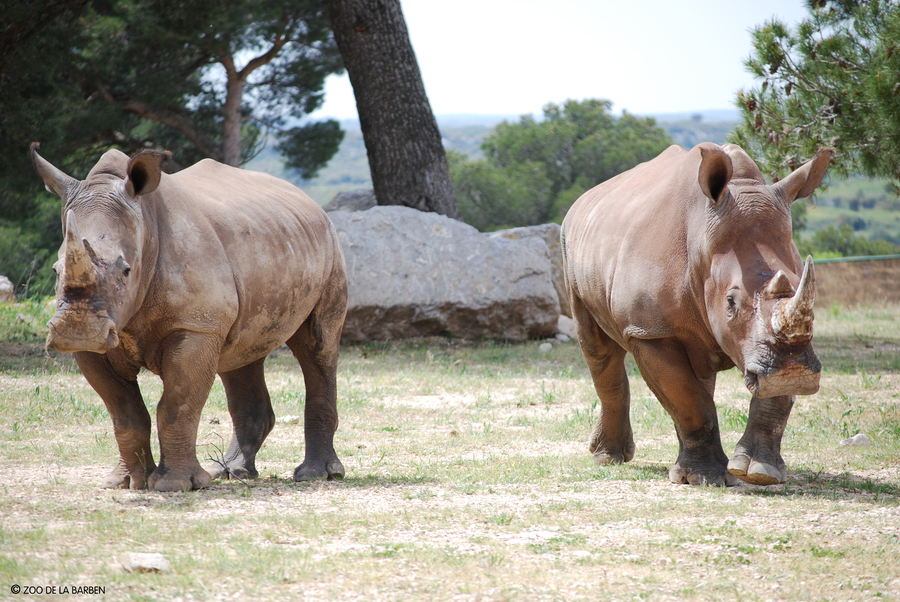 HD rhino2