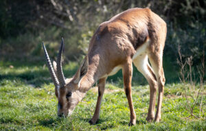 Arrivée de gazelles de Cuvier !