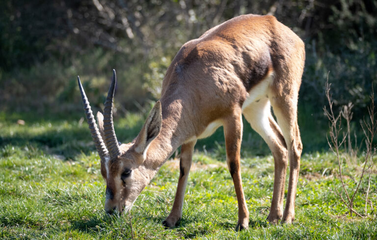 Arrivée de gazelles de Cuvier !