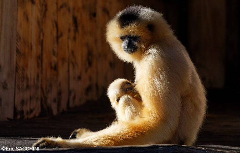 Naissance chez les gibbons !