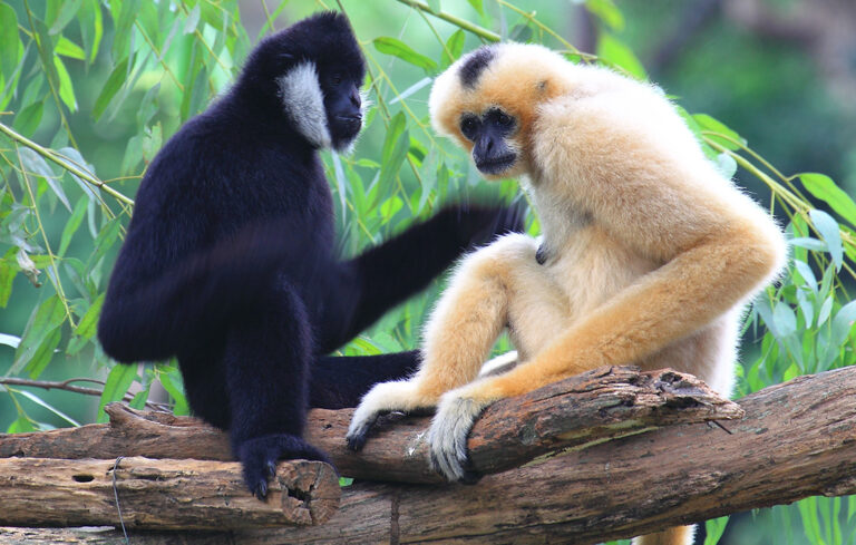 Arrivée de gibbons !