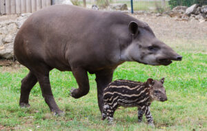Un bébé tapir !