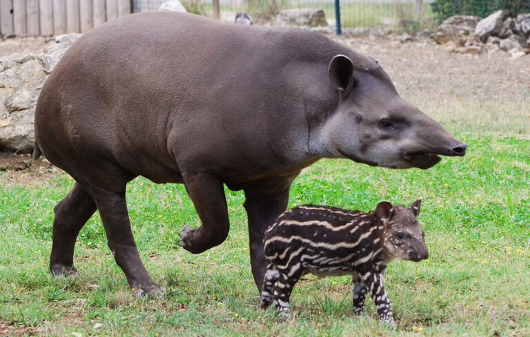 Un bébé tapir !