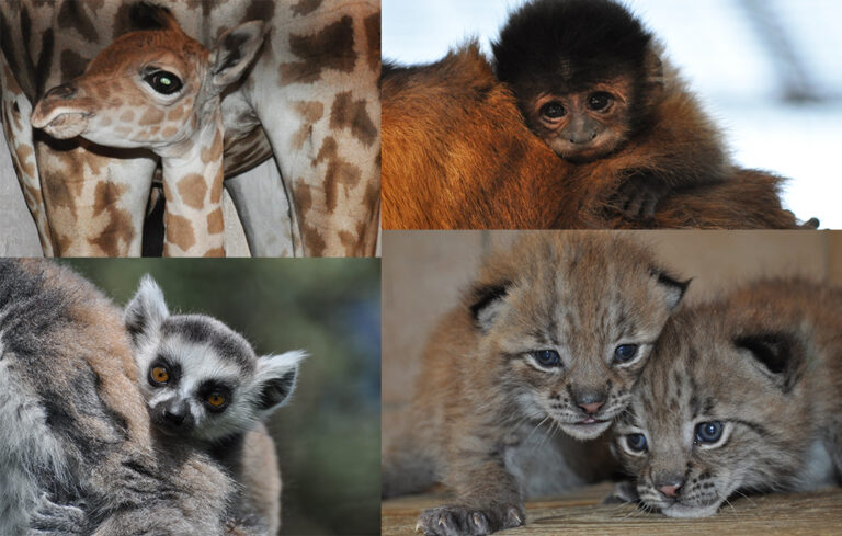 Retour sur une année 2014 riche en naissances