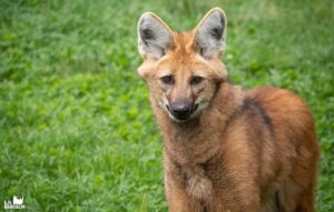 120 000 € : Soutien exceptionnel à la conservation en milieu naturel !
