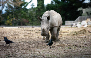 Naissance exceptionnelle d&rsquo;un rhinocéros