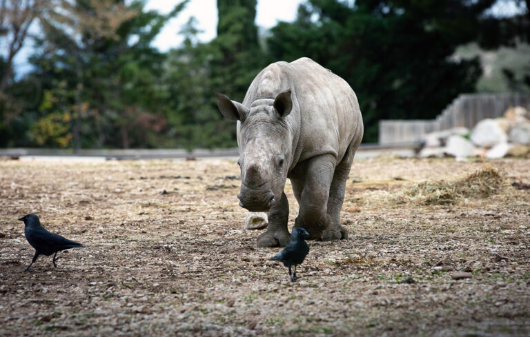 Naissance exceptionnelle d’un rhinocéros