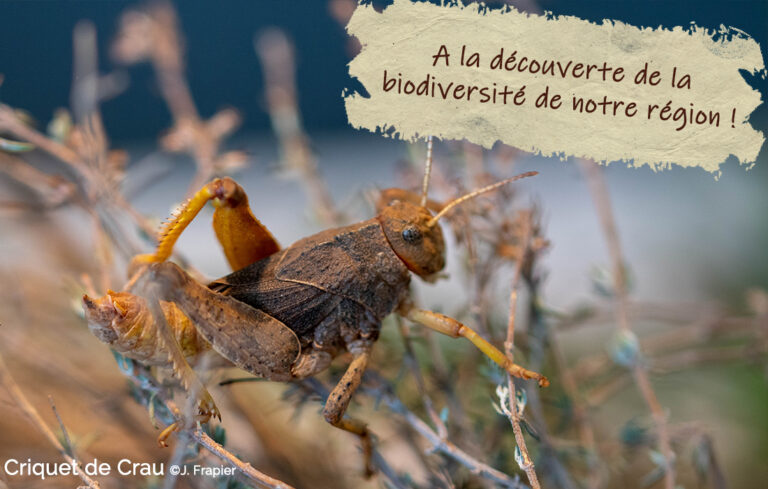 16 et 17 septembre 2023 : découvrons notre biodiversité ! (REPORTE)