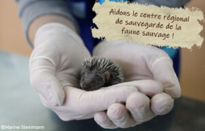 Des dons pour le centre de sauvegarde de la faune sauvage !