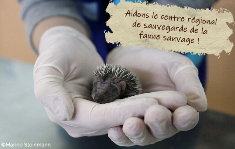 Des dons pour le centre de sauvegarde de la faune sauvage !