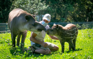 Vidéo : Une journée avec Lucas, soigneur animalier du secteur herbivores.