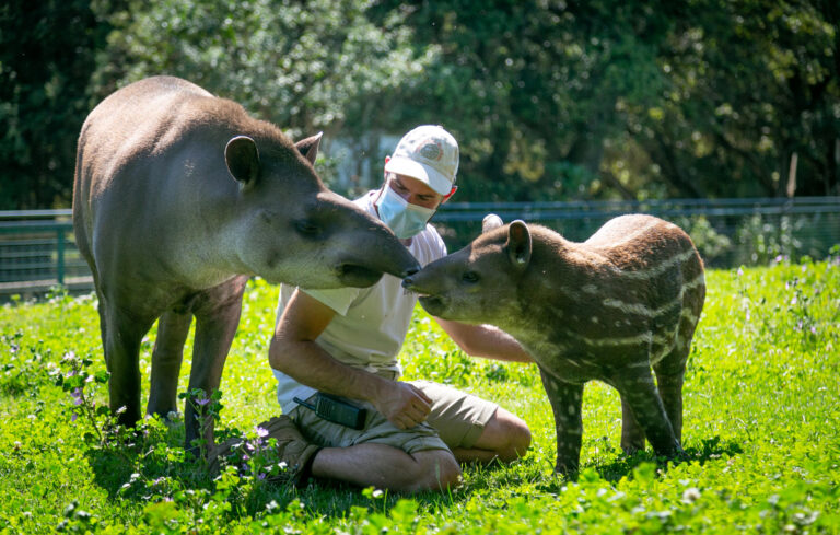 Vidéo : Une journée avec Lucas, soigneur animalier du secteur herbivores.