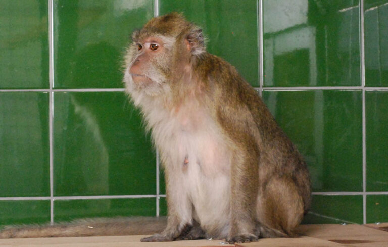 Le zoo au secours d’animaux de laboratoires !