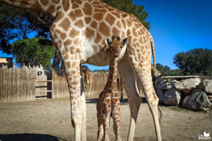 Naissance chez les girafes !