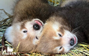 NAISSANCE DE PANDAS ROUX !