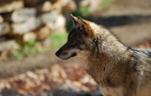Un nouveau parc pour les loups d&rsquo;Europe !