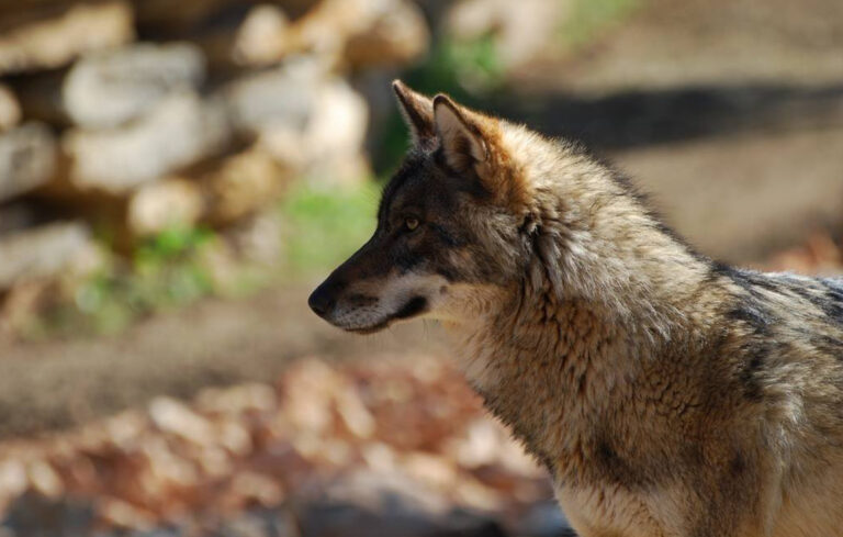 Un nouveau parc pour les loups d’Europe !